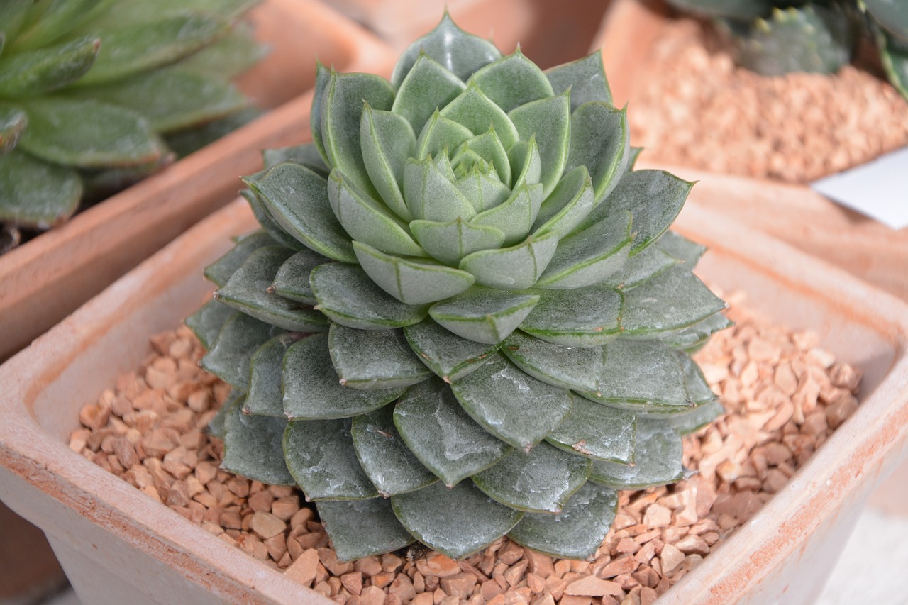 les variétés adaptées aux basses températures pour les plantes succulentes