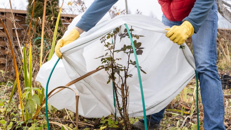 Comment protéger son jardin pendant la saison sèche