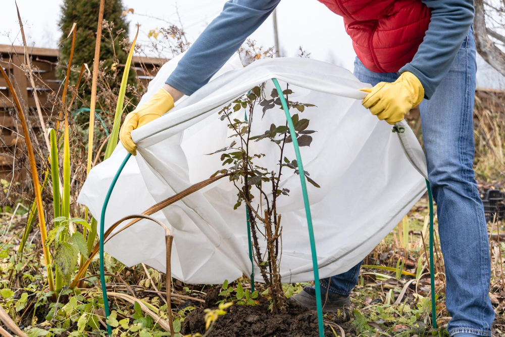 Comment protéger son jardin pendant la saison sèche